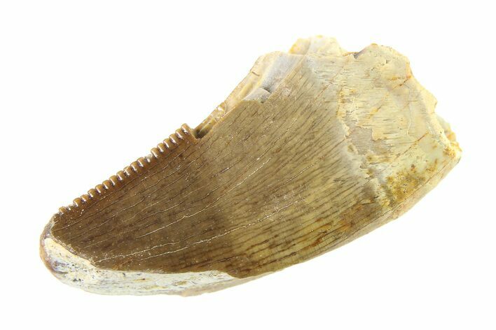 Serrated, Tyrannosaur (Nanotyrannus) Tooth - Montana #338805
